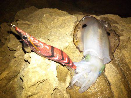 ナイトエギング