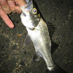 アミパターンアジング！