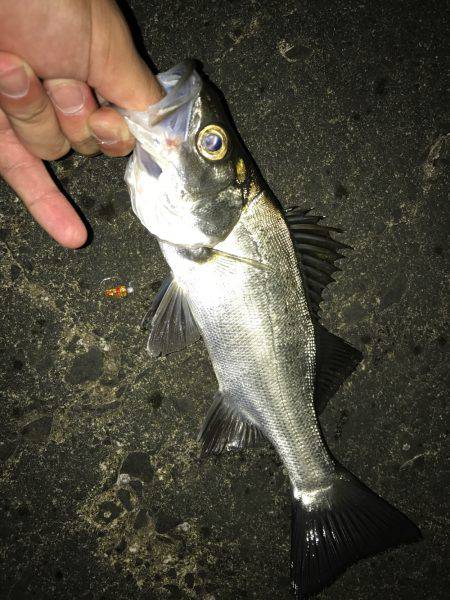 アミパターンアジング！