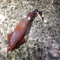 朝まずめケンサキイカゲーム