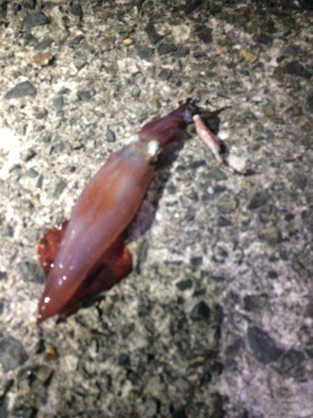 朝まずめケンサキイカゲーム