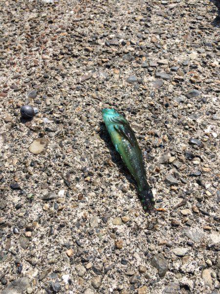 夏休みラストフィッシング