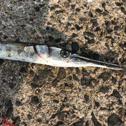 カンパチ狙いが…