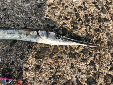 カンパチ狙いが…