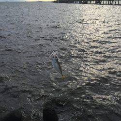 サゴシを求めて