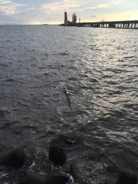 サゴシを求めて