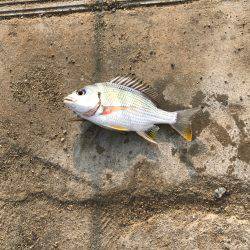 今日の紀州釣り