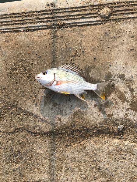 今日の紀州釣り