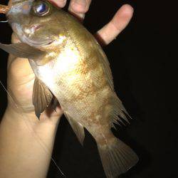 アジング⁇アミパターンでの釣果！