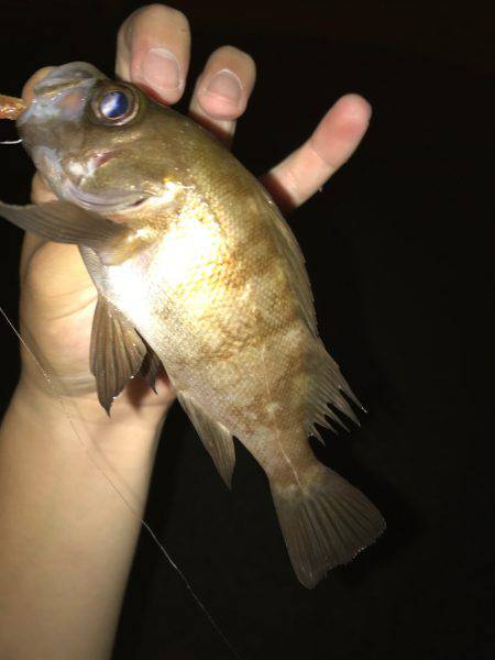 アジング⁇アミパターンでの釣果！