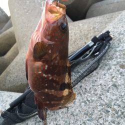 ショアジギング