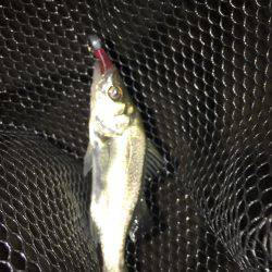 淀川ブリゲー 夏の終わり