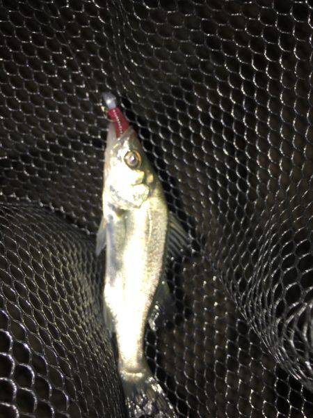 淀川ブリゲー 夏の終わり