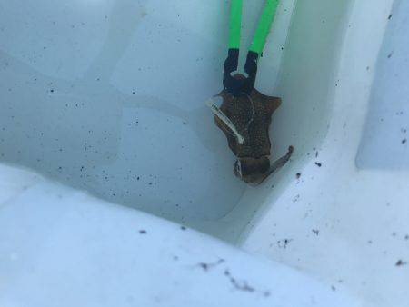 加太周辺ランガン結果