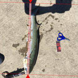 シーバスねらってブラックバス