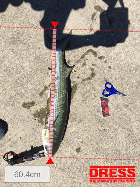 シーバスねらってブラックバス