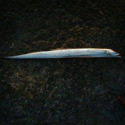 太刀魚リベンジ