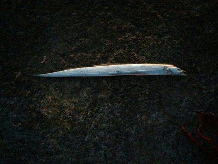 太刀魚リベンジ