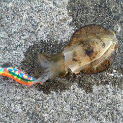 アオリ新子釣れだしました