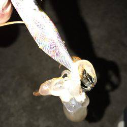 またまたダブルスッテで