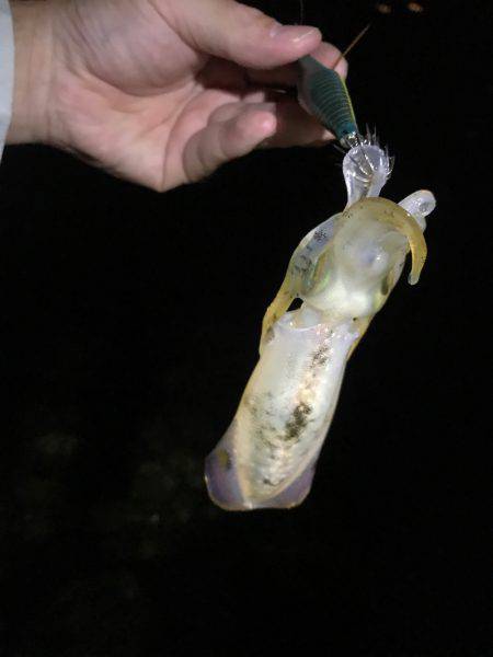 今シーズン初アオリ