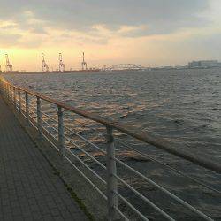 コスモにてアジ確認