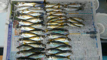 コスモスクエアサビキ釣り