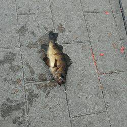 コスモスクエアサビキ釣り後半