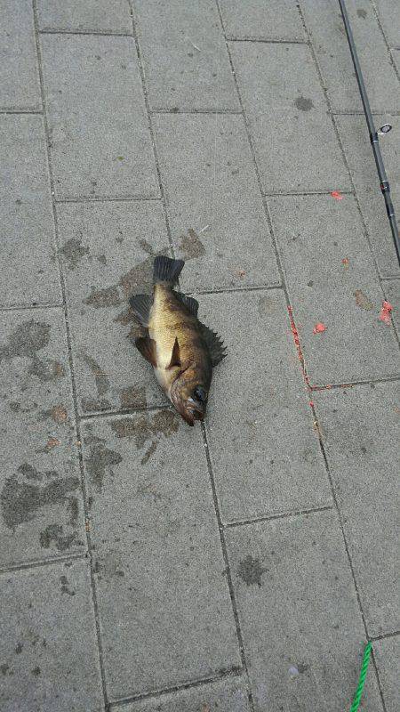 コスモスクエアサビキ釣り後半