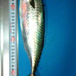 潮は小さいけど…何とかサバ確保。