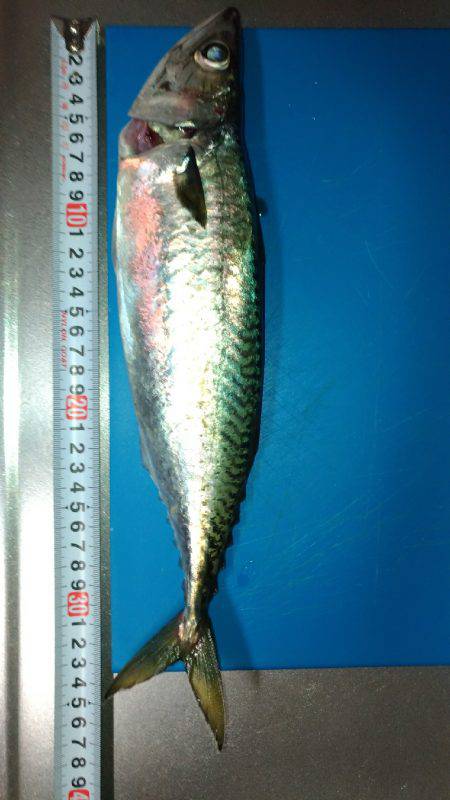 潮は小さいけど…何とかサバ確保。