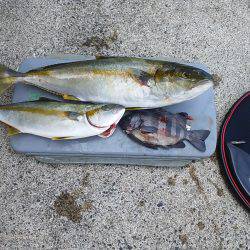 浜田　伍八波止でヒラマサ狙い