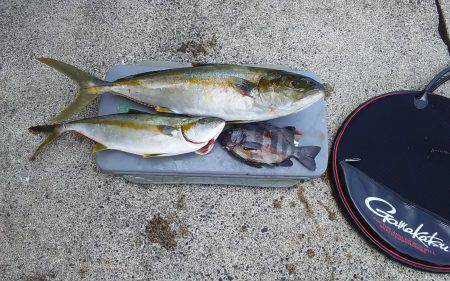 浜田　伍八波止でヒラマサ狙い