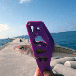 姫路キス(2017-5)