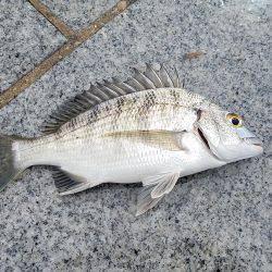 しぶめでした。