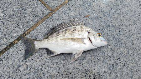 しぶめでした。