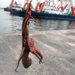 播磨新島タコ(2017-4)