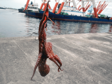 播磨新島タコ(2017-4)