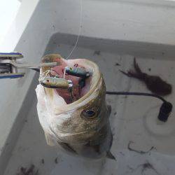 久々のマイボートフィッシング