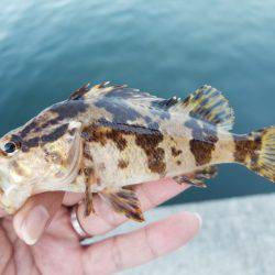 仕事終わりにライトワインド