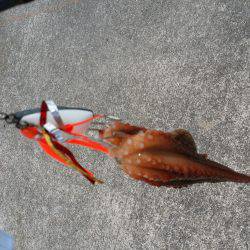 タコにハズレ無し