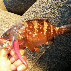 太刀魚シーズンインです