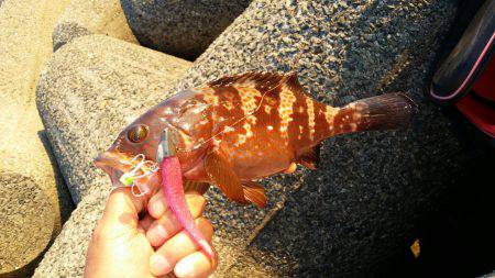 太刀魚シーズンインです