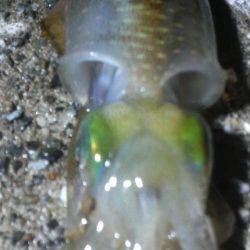 チビアオリと戯れて