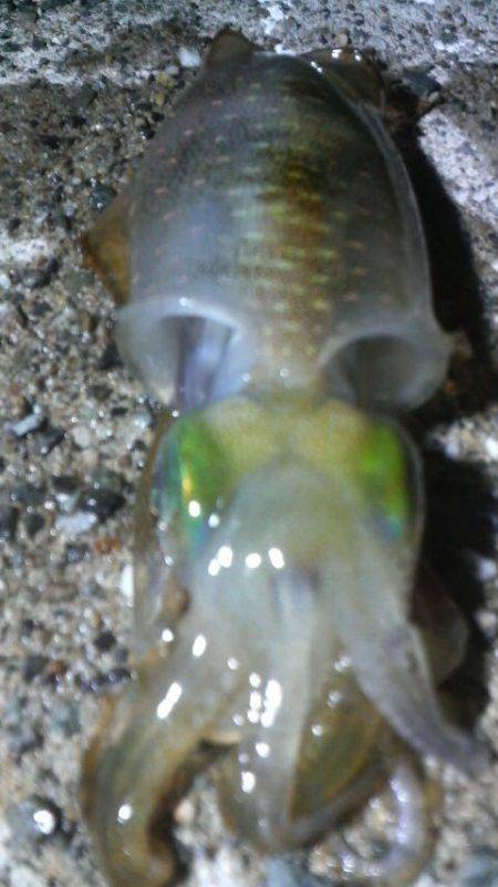 チビアオリと戯れて