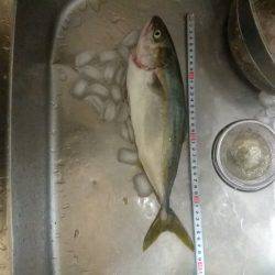 ツバス！？ハマチ！