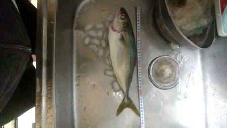 ツバス！？ハマチ！