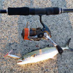 サゴシからの太刀魚