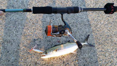 サゴシからの太刀魚