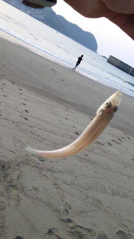 チョイ投げ釣りでキス快釣♪